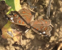 Junonia natalica natalica