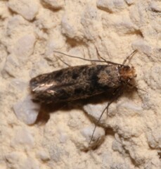 Niditinea fuscella