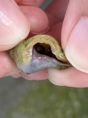 Pagurus granosimanus