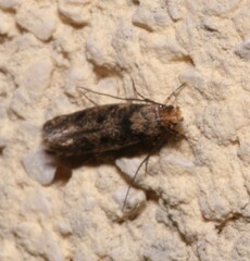 Niditinea fuscella