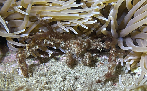 Photo of Anemone spider crab (Inachus phalangium)
