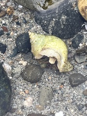 Pagurus granosimanus