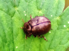 Chrysolina staphylaea
