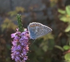 Polyommatus icarus