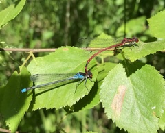 Erythromma najas