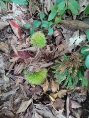 Castanea dentata