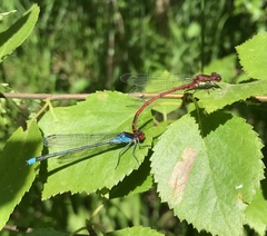 Erythromma najas