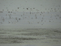 Leucophaeus pipixcan