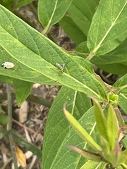 Condylostylus caudatus