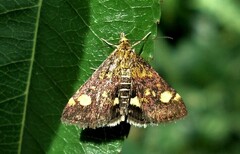 Pyrausta aurata