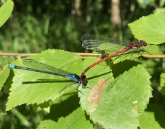 Erythromma najas