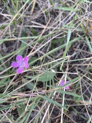Dianthus campestris