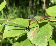 Erythromma najas