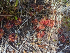 Drosera rotundifolia