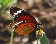 Danaus chrysippus orientis
