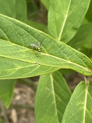 Condylostylus caudatus