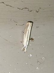 Parapediasia decorellus