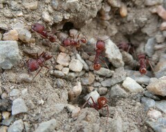 Pogonomyrmex occidentalis