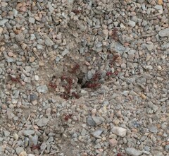 Pogonomyrmex occidentalis