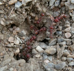 Pogonomyrmex occidentalis