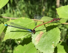 Erythromma najas