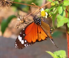 Danaus chrysippus orientis