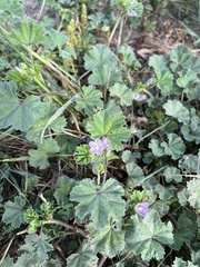 Malva neglecta