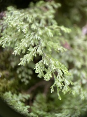 Hymenophyllum fujisanense