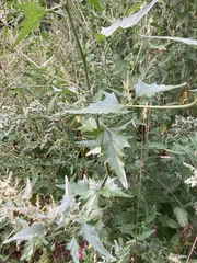 Atriplex sagittata