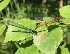 Erythromma najas