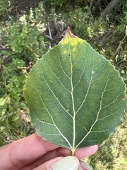 Populus tremuloides
