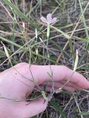 Dianthus campestris