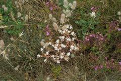 Sedum pallidum