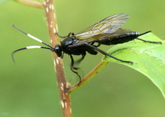 Coelichneumon