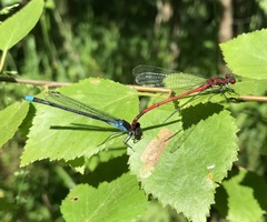 Erythromma najas