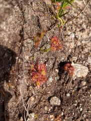 Drosera rotundifolia