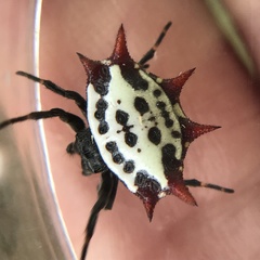 Gasteracantha cancriformis