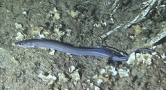 Conger conger