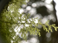Hymenophyllum fujisanense