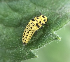 Psyllobora vigintiduopunctata