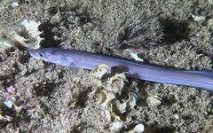 Conger conger
