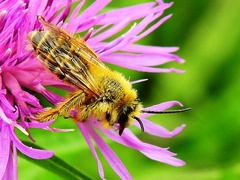 Dasypoda hirtipes