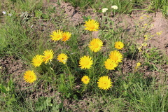 Berkheya insignis