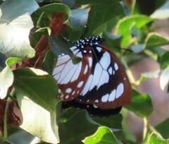 Charaxes wakefieldi