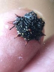 Gasteracantha cancriformis