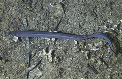 Conger conger