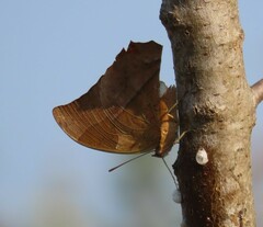 Charaxes varanes varanes