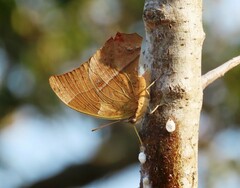 Charaxes varanes varanes