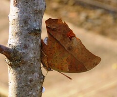 Charaxes varanes varanes