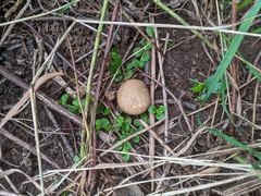 Scleroderma areolatum